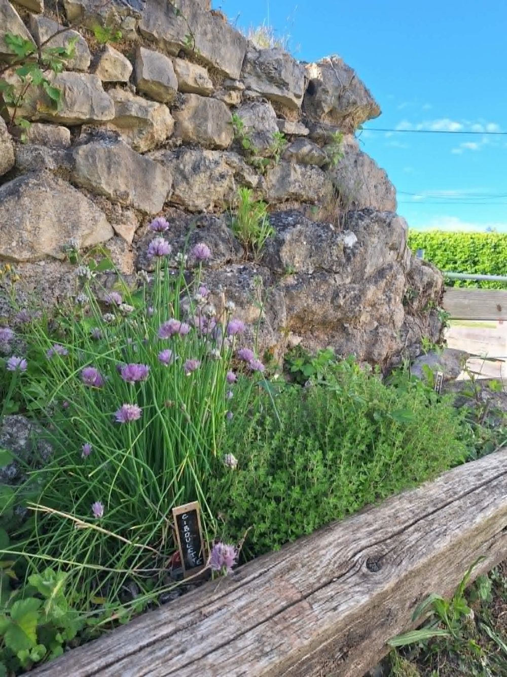 plantes aromatiques