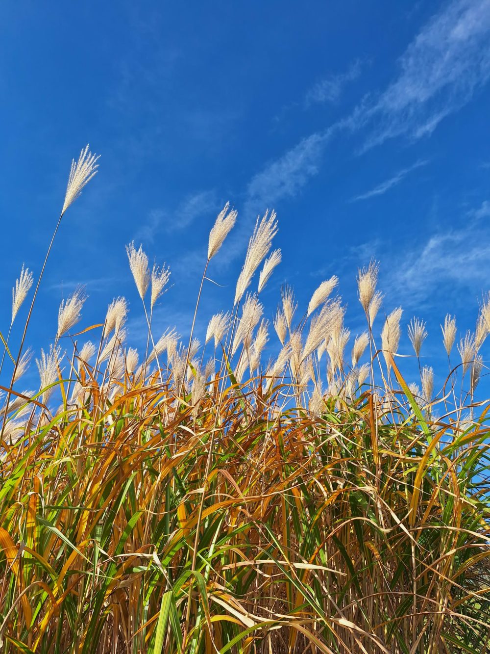 Miscanthus du Pays Basque